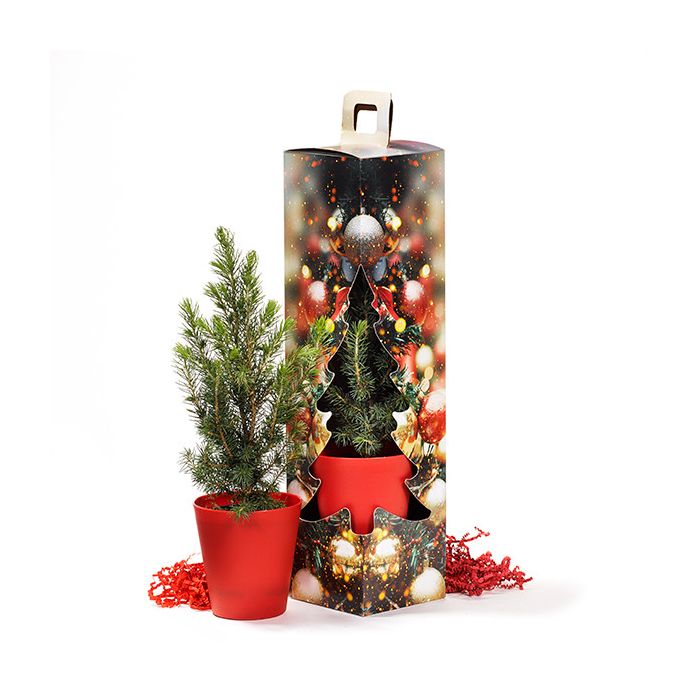 Kerstboom in geschenkdoos