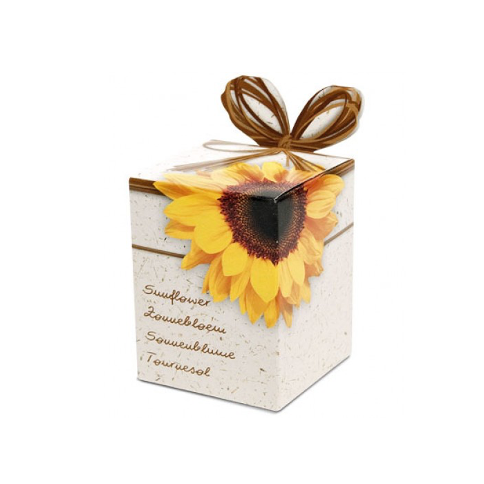 Zonnebloem kweeksetje