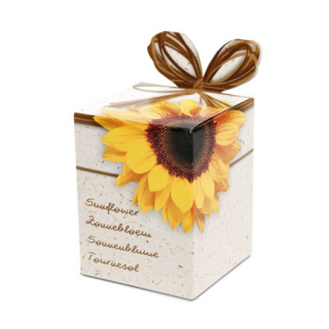 Zonnebloem kweeksetje