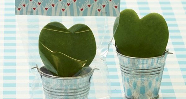 Een bijzonder plantje voor vrijwilligers